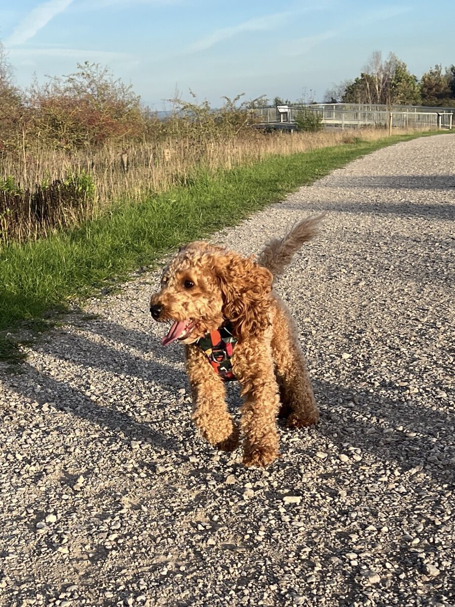 Our family dog happily running along a countryside path
