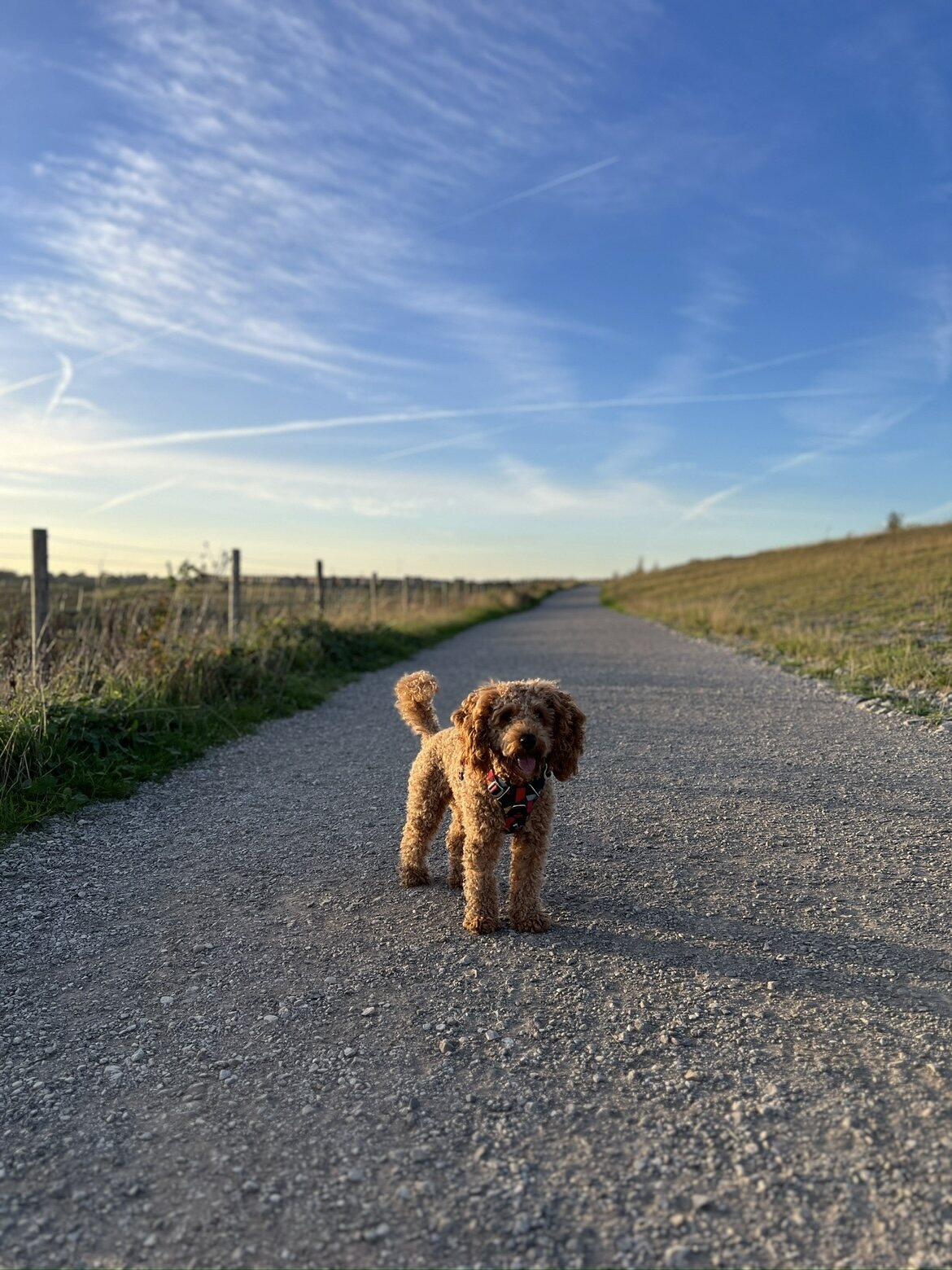 Our family dog standing happily on a peaceful countryside track