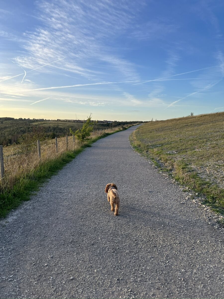 Our family dog exploring an open countryside track