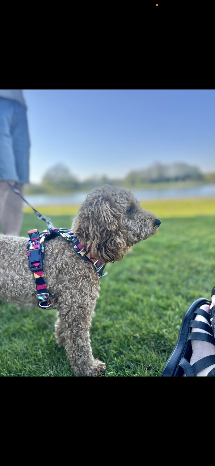 Our family cockapoo enjoying a walk