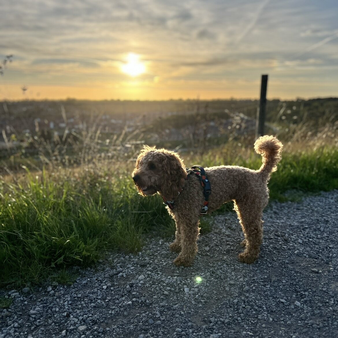 Our family dog standing on a countryside track in the evening sunshine