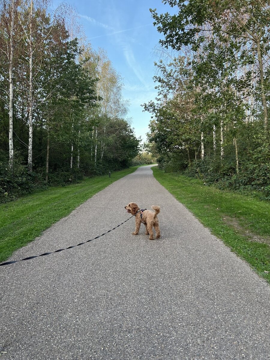 Our family dog enjoying a calm walk along a tree-lined path